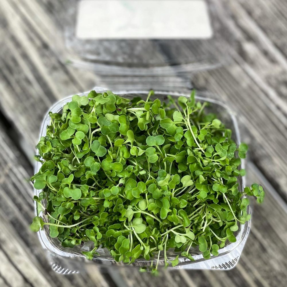 Lil’ Sprouts Microgreens